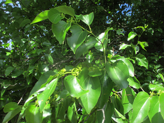 Ziziphus mucronata