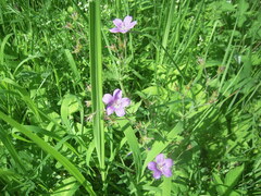 Geranium sylvaticum
