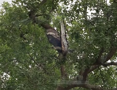 Stephanoaetus coronatus