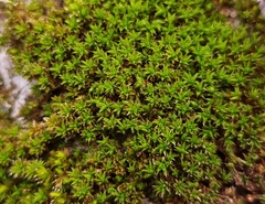 Syntrichia papillosa