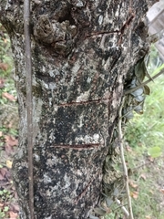 Thespesia populnea