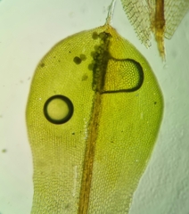 Syntrichia papillosa