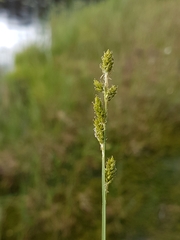 Carex canescens