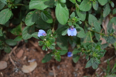Justicia petiolaris