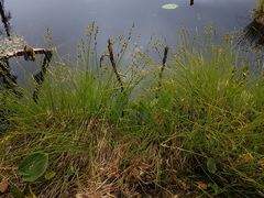 Carex canescens