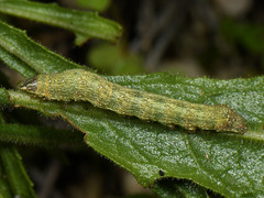 Condica viscosa