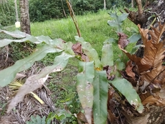 Drynaria quercifolia