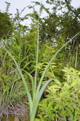Albuca virens