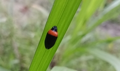 Phymatostetha deschampsi