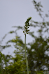 Albuca virens