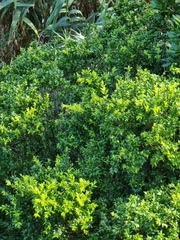 Myrtus communis