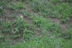 Xysmalobium undulatum