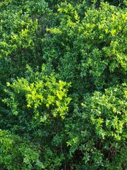 Myrtus communis