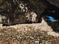 Leptograpsus variegatus