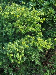 Myrtus communis