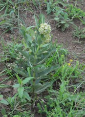 Xysmalobium undulatum