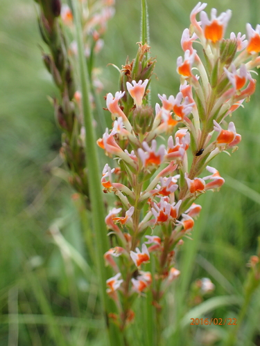 Image of Hebenstretia dura by no rights reserved