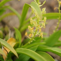 Liparis reflexa