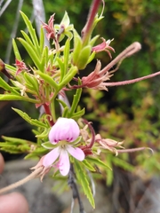 Pelargonium scabrum
