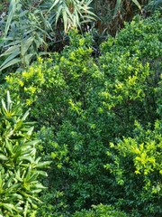 Myrtus communis
