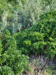 Myrtus communis