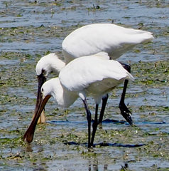 Platalea