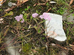 Achillea asiatica