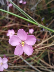 Drosera capensis