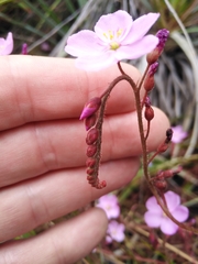 Drosera capensis