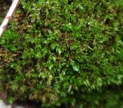 Ptychostomum moravicum