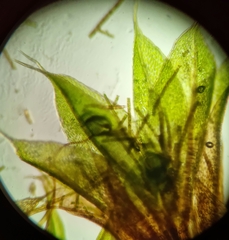 Ptychostomum moravicum