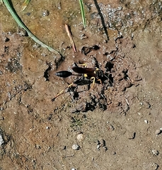 Sceliphron caementarium