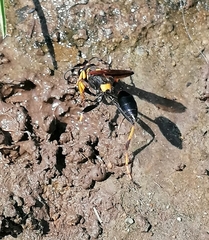 Sceliphron caementarium