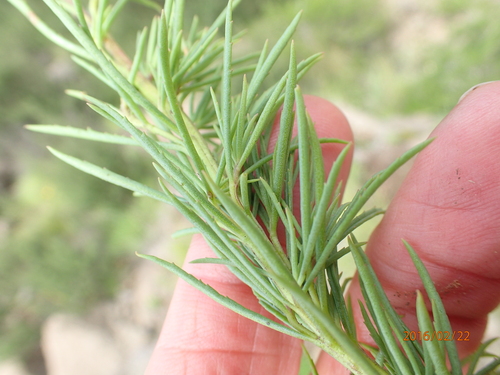 Image of Hebenstretia dura by no rights reserved