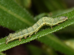 Condica viscosa