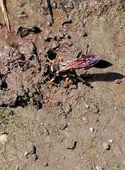 Sceliphron caementarium