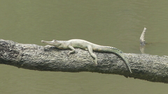 Mecistops leptorhynchus