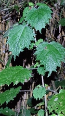 Urtica thunbergiana