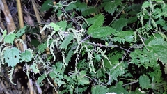Urtica thunbergiana