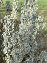 Mercurialis tomentosa