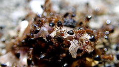 Crematogaster rogenhoferi