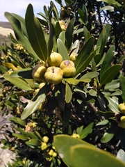 Hyaenanche globosa