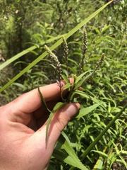 Veronica derwentiana