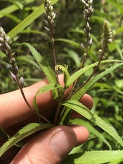 Veronica derwentiana