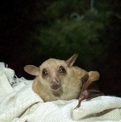 Syconycteris australis