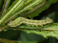 Condica viscosa