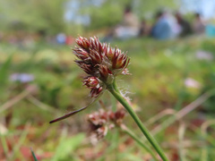 Luzula capitata