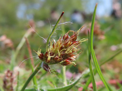 Luzula capitata