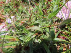 Luzula capitata