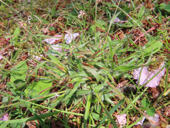 Luzula capitata